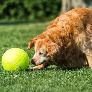 Giant Inflatable Tennis Ball Dog Toy with Pump