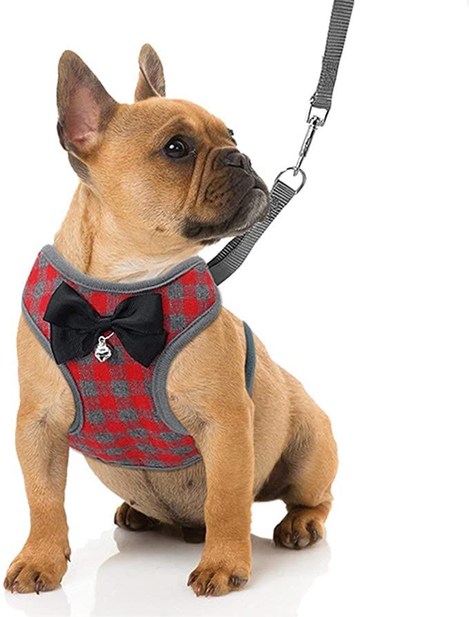 Harness and Collar