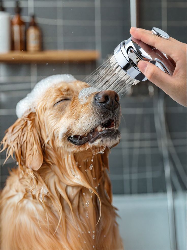 Dog being washed with a handheld shower head in a bathroom setting