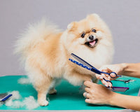Pomeranian dog being groomed with scissors essentials on a green table against a gray background
