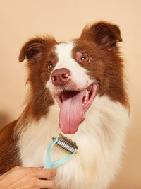 Dog with a grooming brush on a beige background