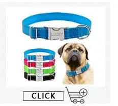 Personalized Leather Dog Collar with Name ID