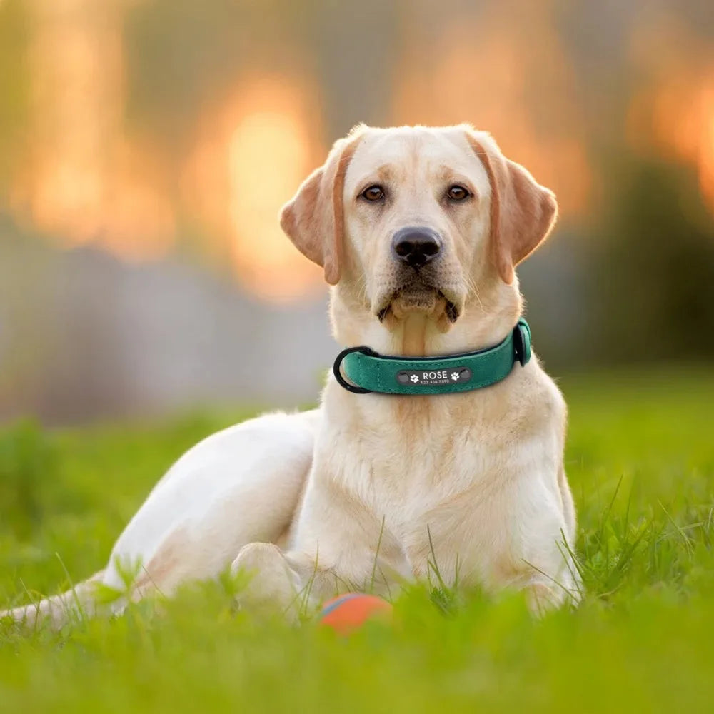 Personalized Leather Dog Collar with Name ID