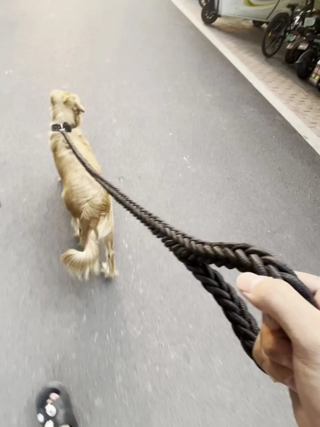 Braided Dog Training Leash for Large Dogs