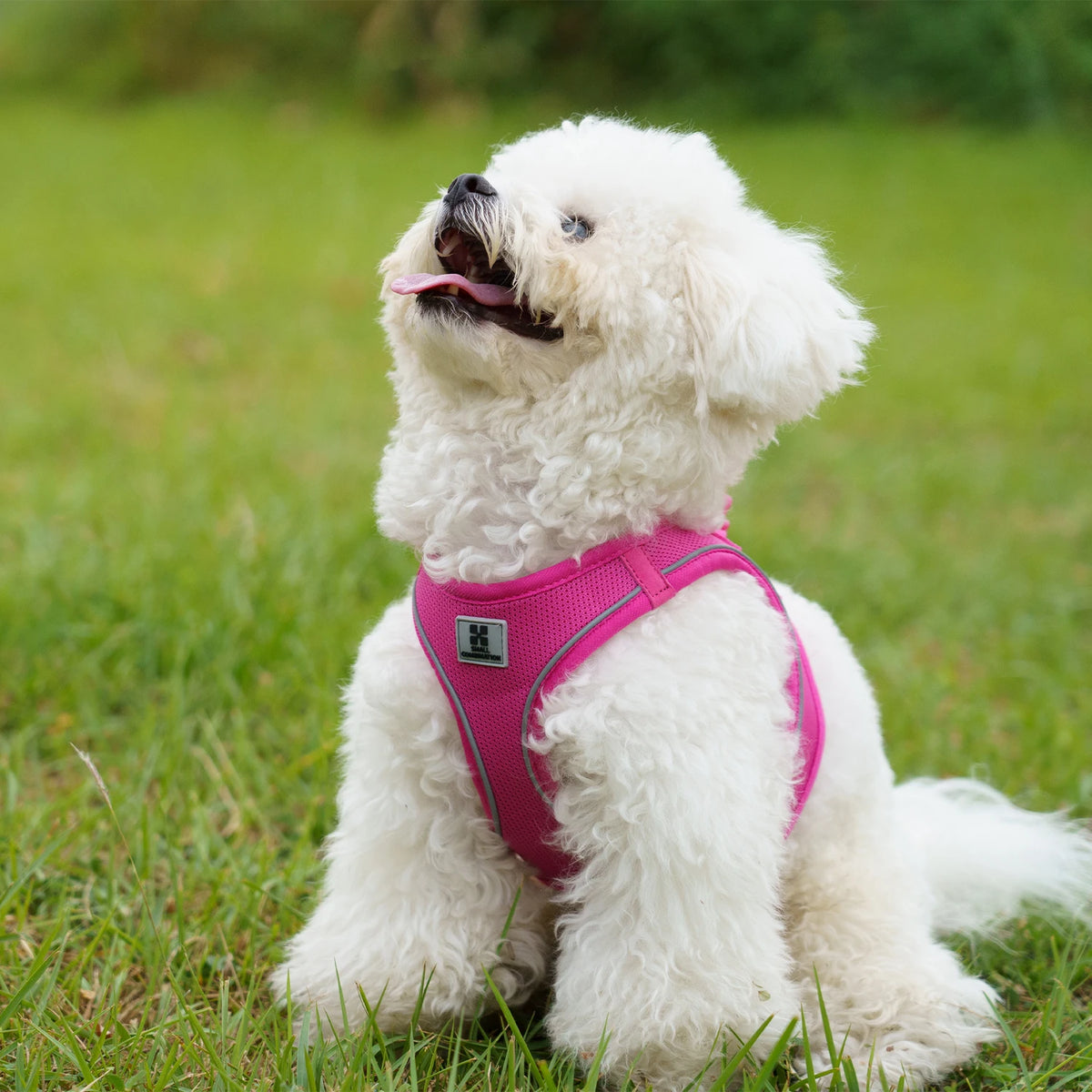 Adjustable Reflective Dog Harness & Leash Set