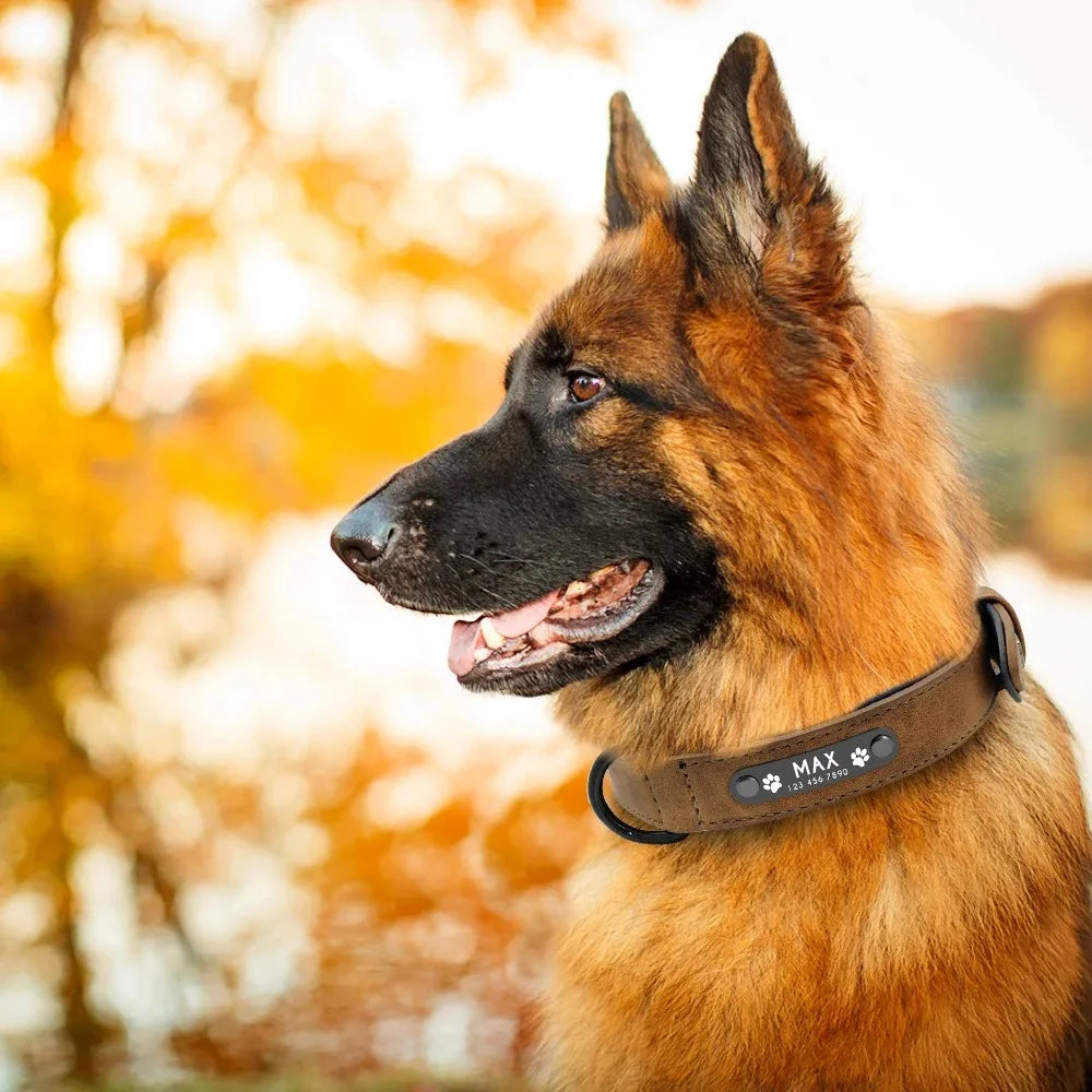 Personalized Leather Dog Collar with Name ID